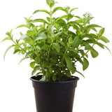 Stevia