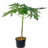 Planta de papaya