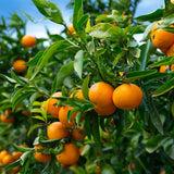 Mandarin Tree