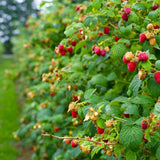Raspberry plant