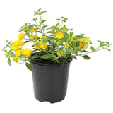 Lantana amarilla