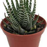 Haworthia