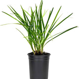Ajo de primavera