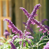 Salvia mexicana