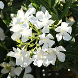 Adelfa blanca