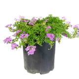 Verbena postrada