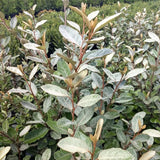 Silverberry de Ebbing