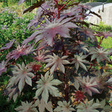 Ricino - Castor Bean Plant