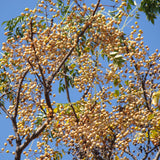 Chinaberry