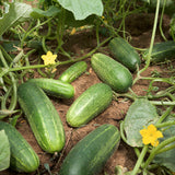 Pepino