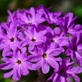 Verbena postrada