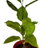 Passion Fruit