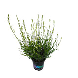 Gaura