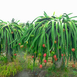 Dragon fruit