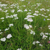 Common Yarrow