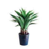 Agave