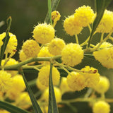 Corona de acacia dorada