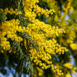 Mimosa