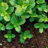 Menta