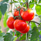 Tomate