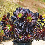 Black Rose Aeonium