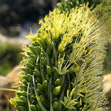 Agave cola de zorro