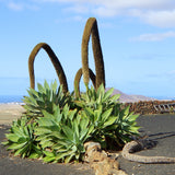 Agave cola de zorro
