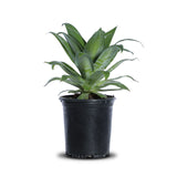 Agave cola de zorro
