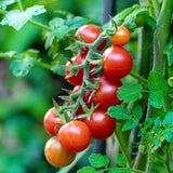 tomate cherry