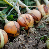 Cebolla