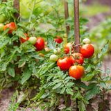 Tomate