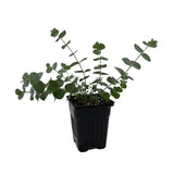 Eucalyptus