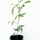 Corona de acacia dorada