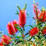 Callistemon