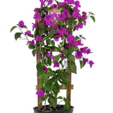 Bougainvillea