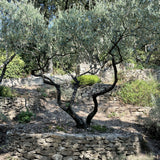 Olivo