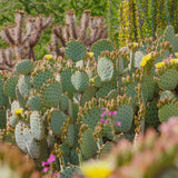 Opuntia