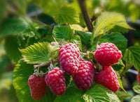 Raspberry