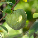 árbol de chirimoya