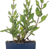 Common Sage