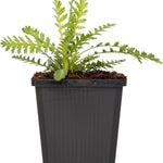 Common Yarrow GOI