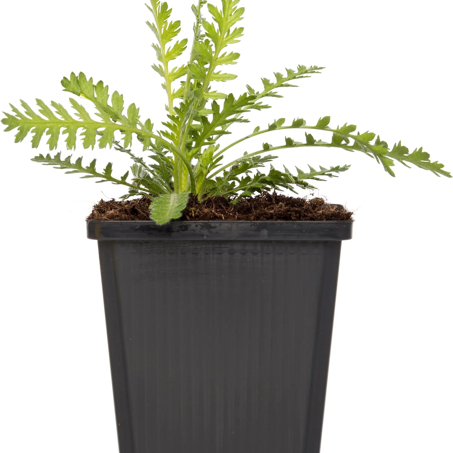 Common Yarrow GOI