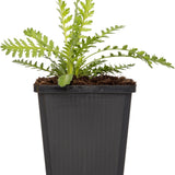Common Yarrow GOI