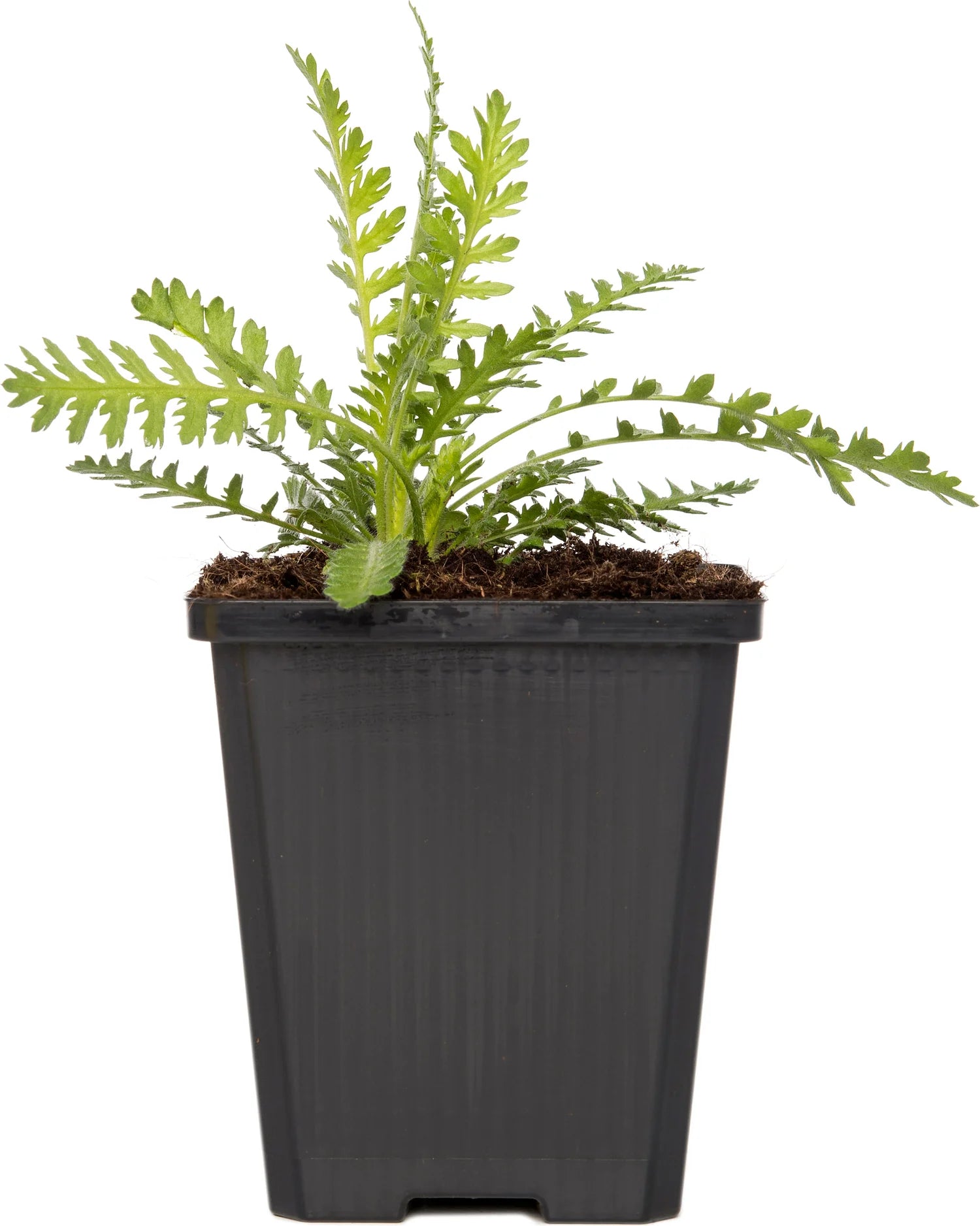 Common Yarrow GOI