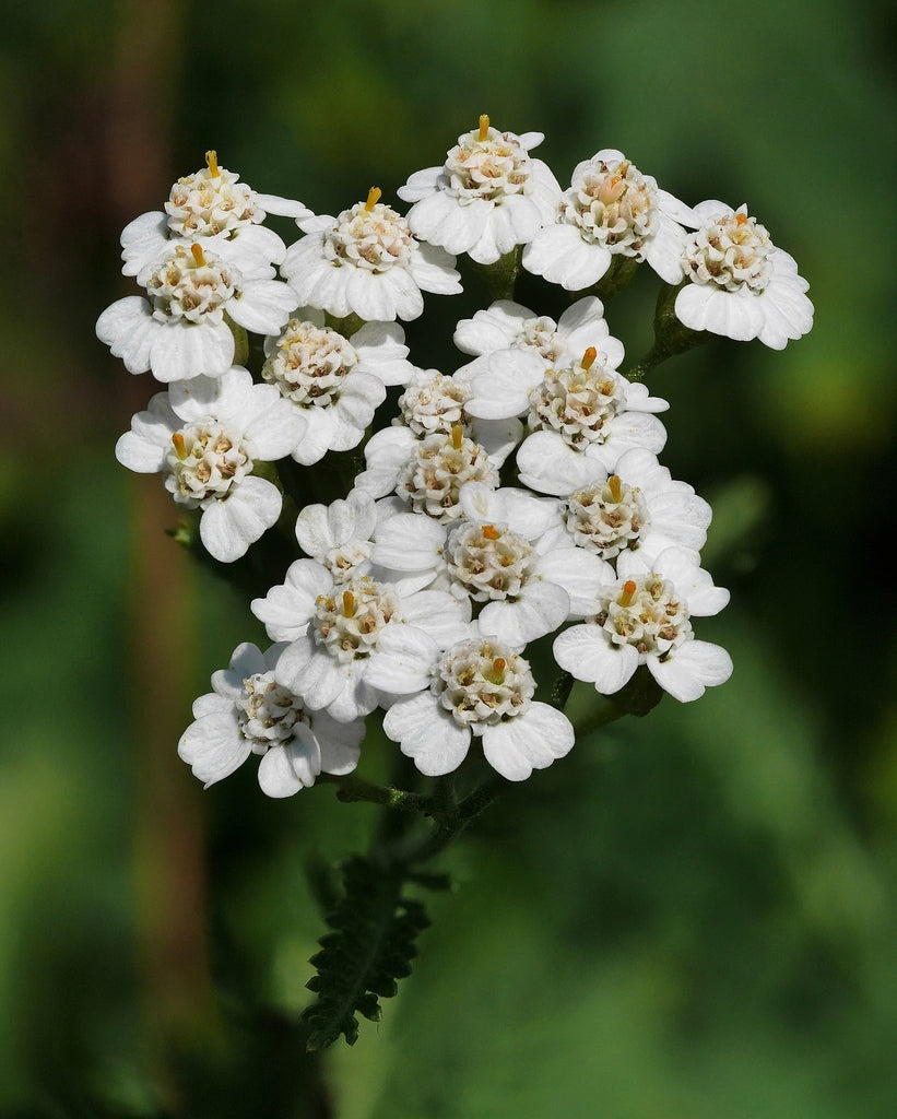 Common Yarrow GOI