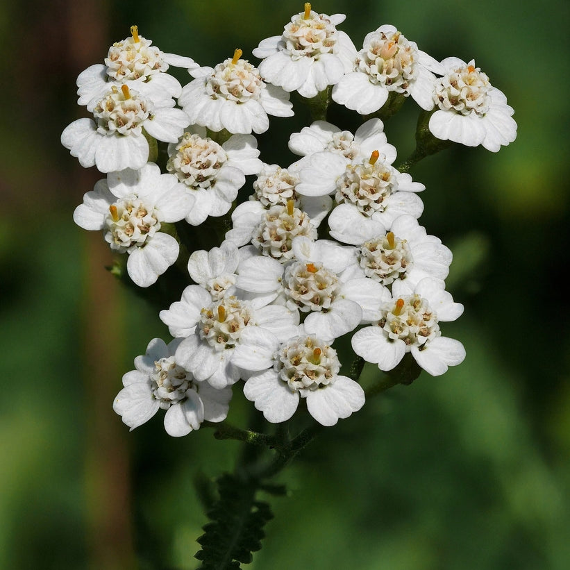 Common Yarrow GOI