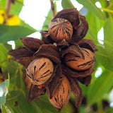 árbol de nuez pecana