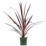 Cordyline australis (Red Star)