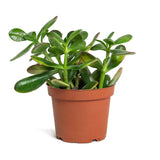 Planta de jade