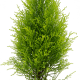 Cypress